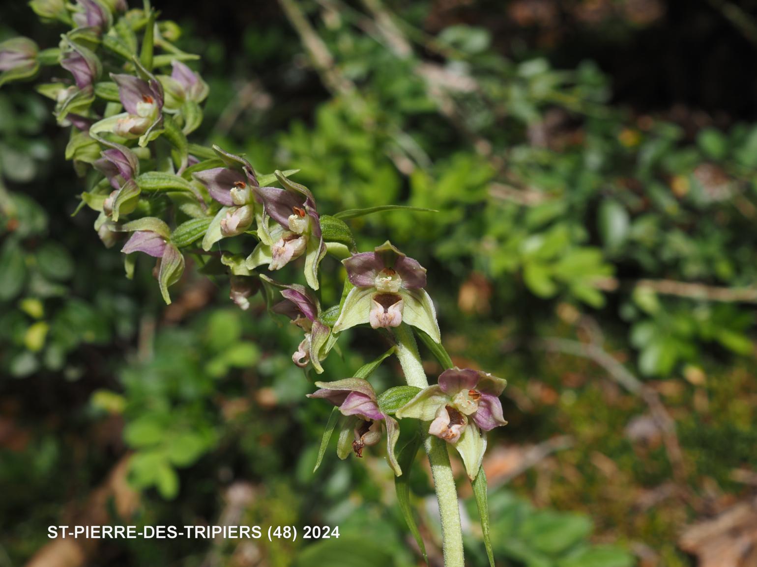 Helleborine, Outspread-leaved